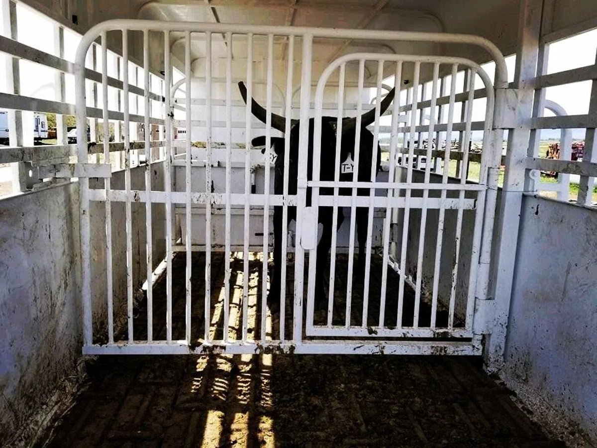 Big Bend Bumper Pull Livestock Trailer