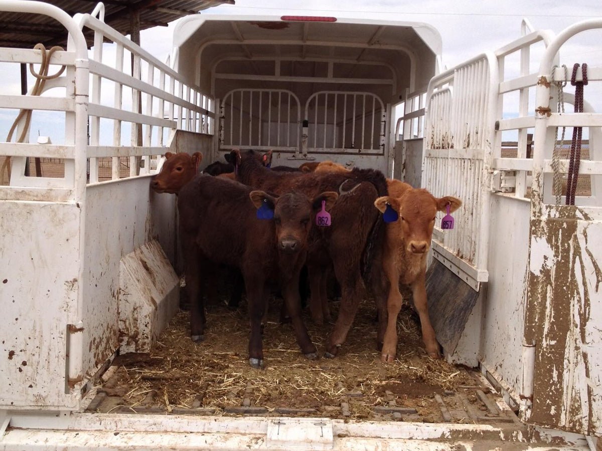 Big Bend Bumper Pull Livestock Trailer